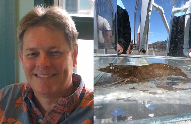 Gary Karr headshot and photo of shrimp in tank 