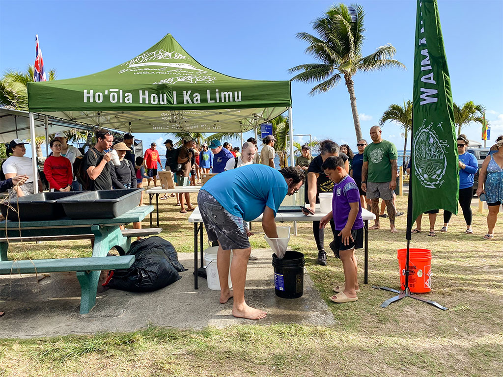 The release on November 2, coincided with a gathering of the Waimanalo Limu Hui, a community organization focused on restoring native limu (seaweed) in Waimanalo Bay