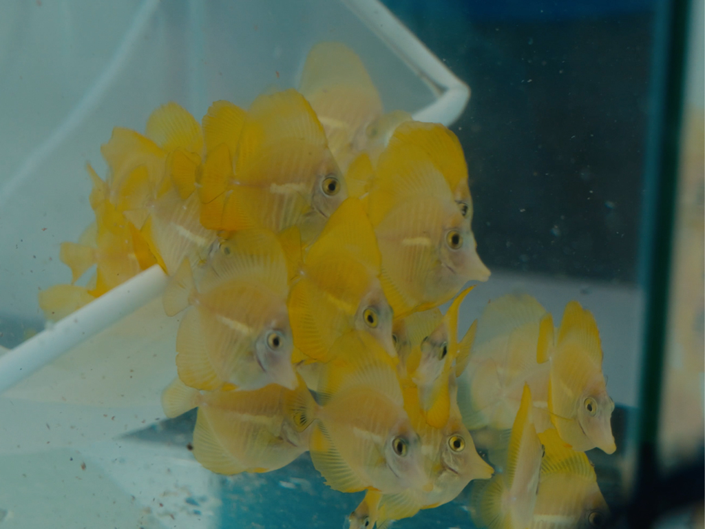 As herbivores, yellow tang play a vital role in coral reef health by controlling algae, preventing it from overwhelming the coral and thus promoting coral growth and resilience