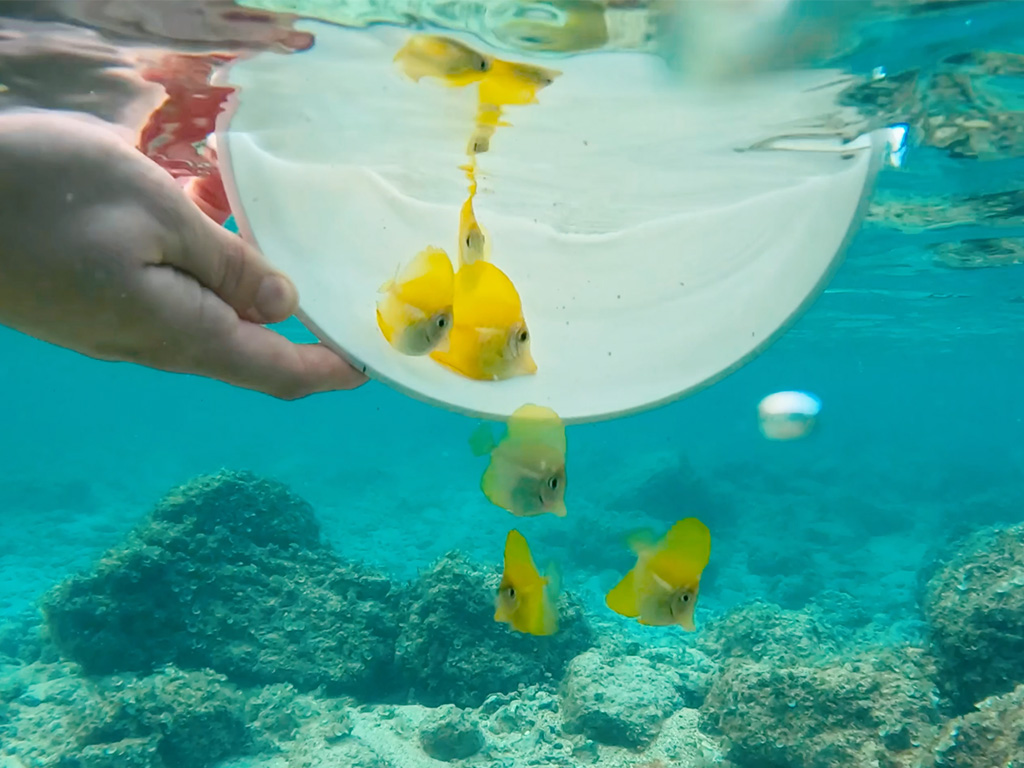 OI of HPU released over 300 yellow tang into the waters of Oahu