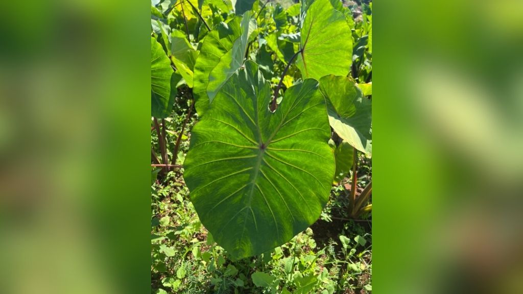 The HPU volunteers had the opportunity to plant kalo (taro) in the Kalo Library.