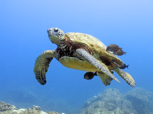 Turtle marine biology